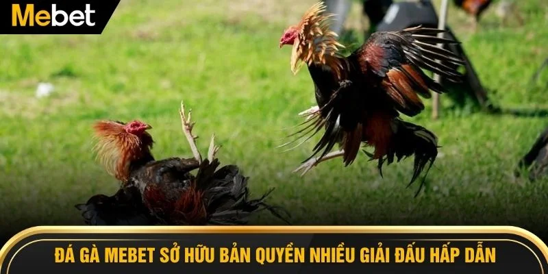 Đá gà MEBET sở hữu bản quyền nhiều giải đấu hấp dẫn