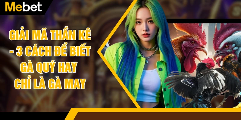 Giải Mã Thần Kê - 3 Cách Để Biết Gà Quý Hay Chỉ Là Gà May